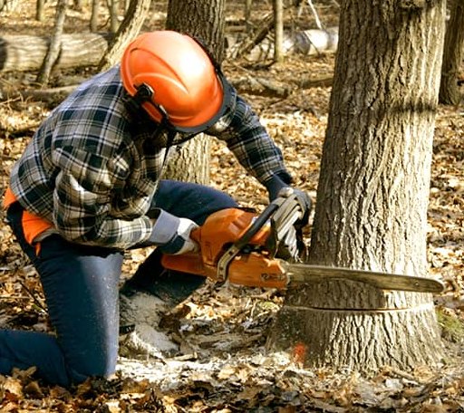 Tree Removal in Eastport, ID